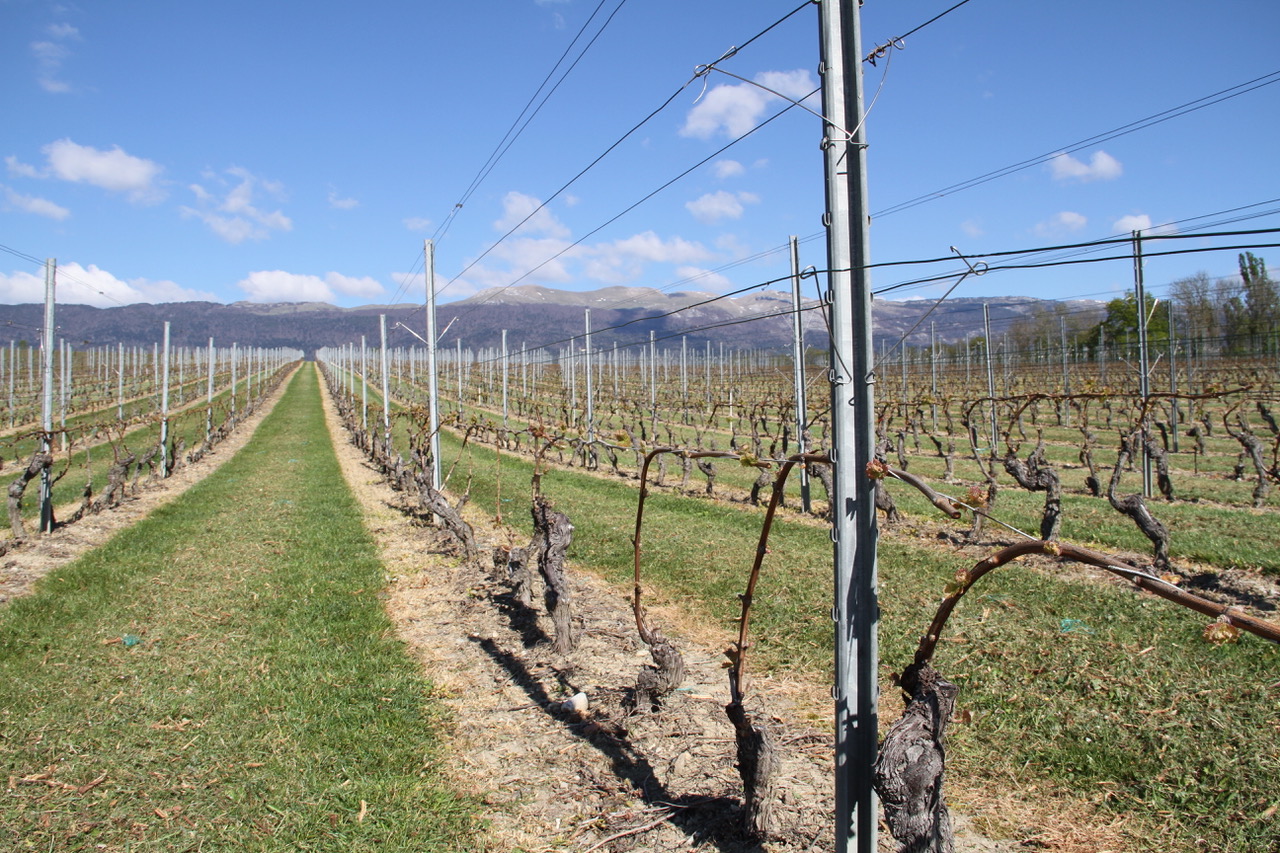 vigne clos des pins dardagny hiver