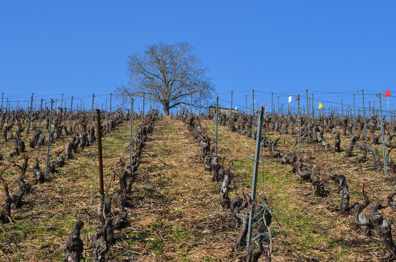 Vigne Chardonnay Bout du monde clos des pins hiver