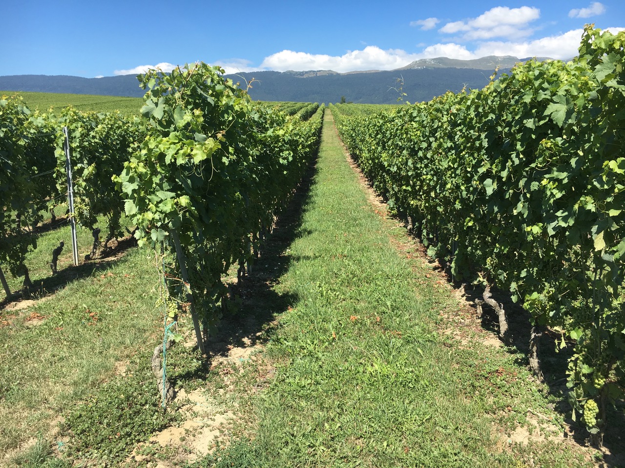 vigne chasselas clos des pins