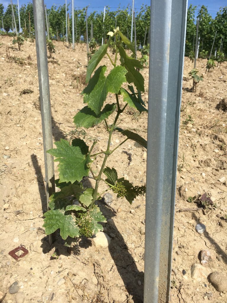 plant de vigne clos de spins dardagny